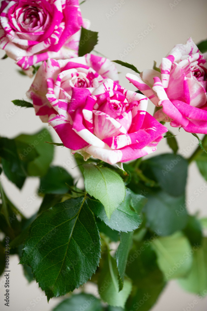 Fototapeta premium フラッシング