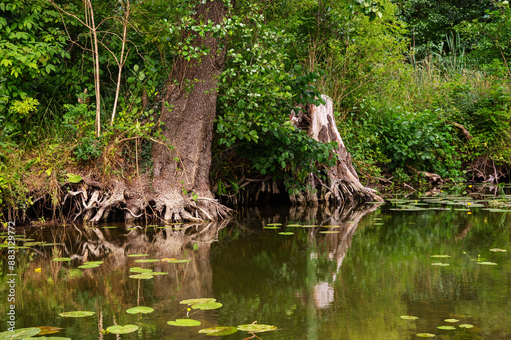Green setting with a calm river with lush vegetation and trees with exposed roots. Water lily leaves float in the water. The setting is densely planted with calamus and other aquatic vegetation Green setting with a calm river with lush vegetation and trees with exposed roots. Water lily leaves float in the water. The setting is densely planted with calamus and other aquatic vegetation