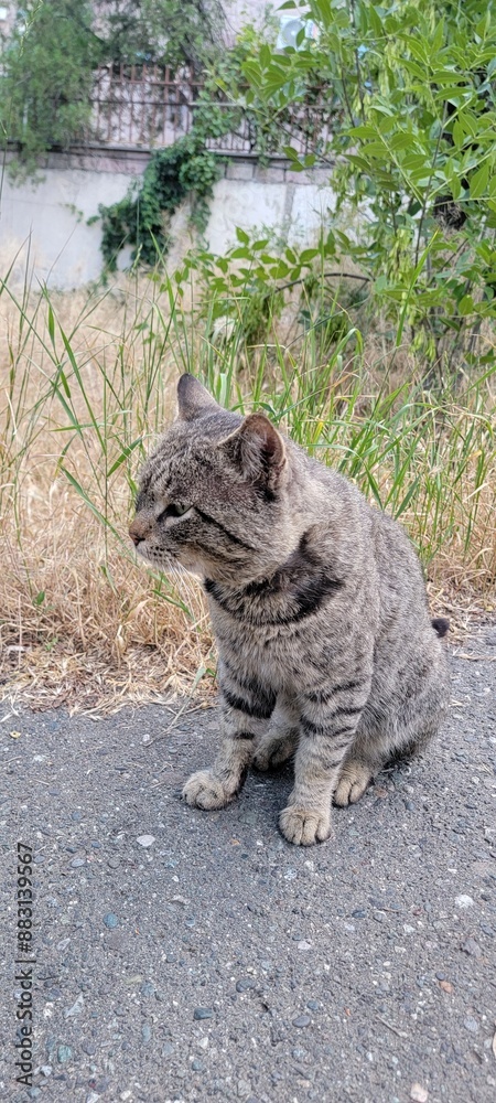 cat on the rock cat on the rock