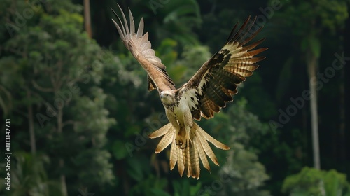 Majestic Philippine Eagle Soaring Above Verdant Forest Canopy