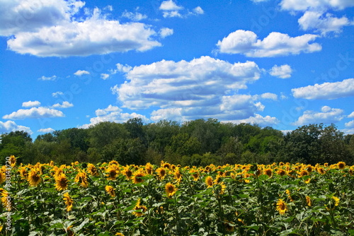 Deutschland, Mark Brandenburg, Berliner Umland, Rangsdorf, Klein Kienitz, Felder, Haine, Bäume, Sonnenblumen,