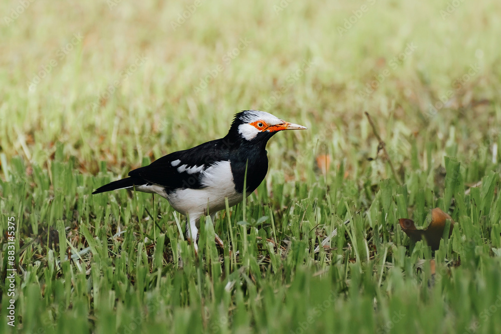 Siamese Pied Starling, Gracupica floweri in Thailand Siamese Pied Starling, Gracupica floweri in Thailand