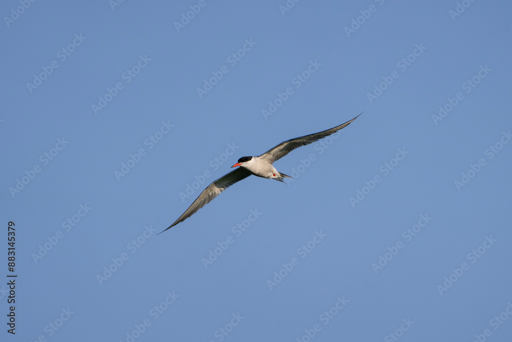 Obraz premium tern in flight, flying bird, Sterna hirundo
