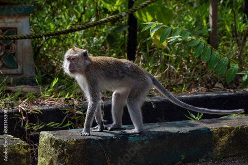 long-tailed macaque in Malaysia, a monkey in park photo
