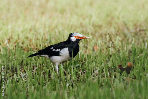 Siamese Pied Starling, Gracupica floweri in Thailand