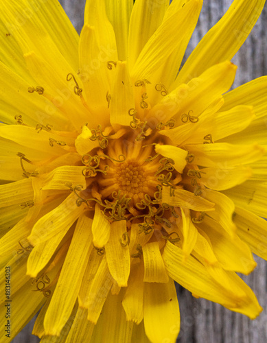 Gewöhnlicher Löwenzahn, Taraxacum sect. Ruderalia, Löwenzahnblüte photo