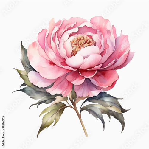Watercolor peony flowers on white background, light pink