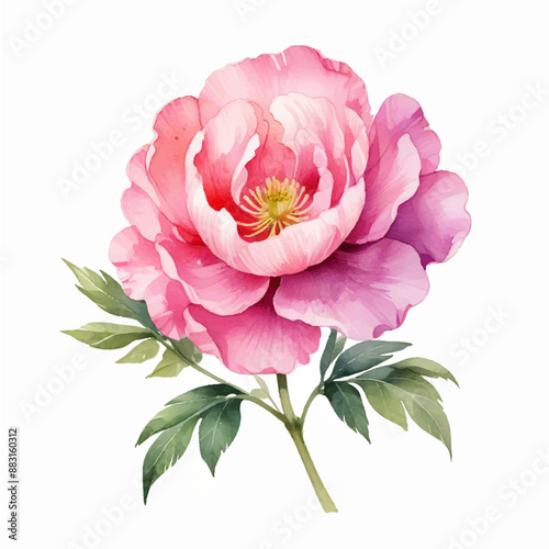 Watercolor peony flowers on white background, light pink