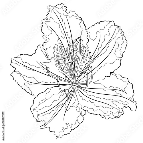 Flower rhododendron mountain shrub  outline on a white background  vintage bloom ten vector illustration editable hand draw