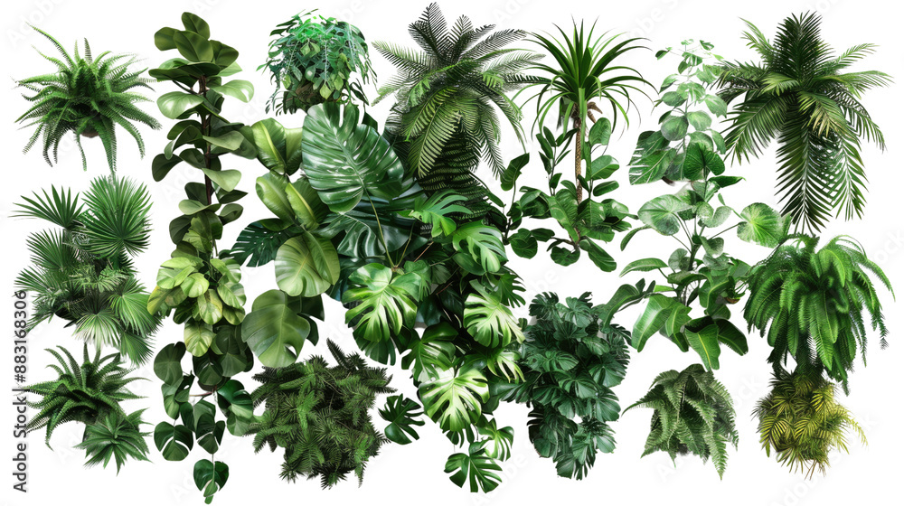 Tropical plants on a transparent background Tropical plants on a transparent background