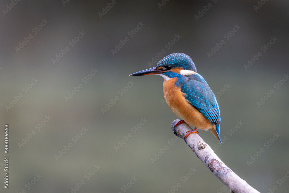 Eisvogel Eisvogel
