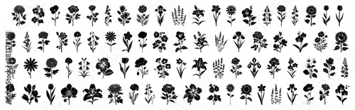 Set of vector botanical floral and herbal elements. Collection of wild wildflowers and ornamental plants. Leaf silhouette set, simple leaves flat design. Simple daisy flowers black silhouettes set