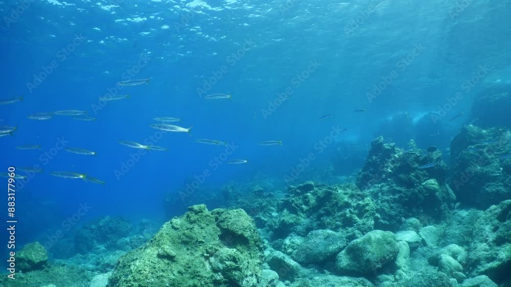 underwater fish scenery sun beams and rays underwater landscape sea mediterranean sea underwater fish scenery sun beams and rays underwater landscape sea mediterranean sea