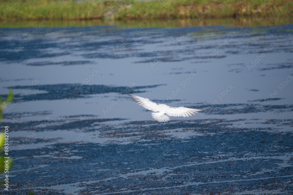 Fototapeta premium A white seagull with outstretched wings.