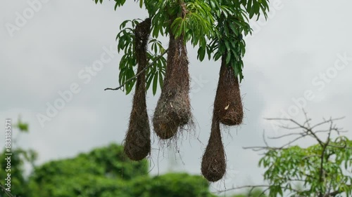 Animal themes: Oropendola or Conoto nest hanging on a tree branch. photo