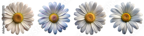 Daisy flower isolated on transparent background PNG file