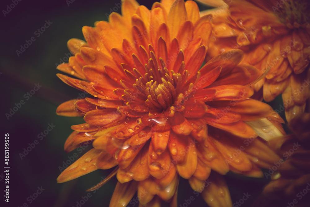 agua en flor