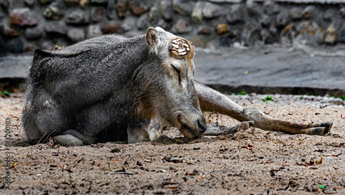 Pere David`s deer. Latin name - Elaphurus davidianus. These animals are exterminated in the wildlife, live only in zoos