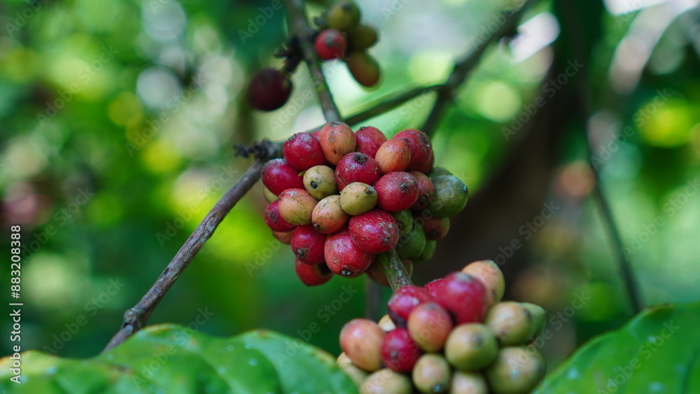 arabica coffee beans (Coffea arabica) on the tree in tight bunches, the color is red when they are ripe and ready to be harvested arabica coffee beans (Coffea arabica) on the tree in tight bunches, the color is red when they are ripe and ready to be harvested