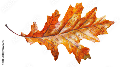 Close-up of a single autumn oak leaf , the beauty of autumn fall season