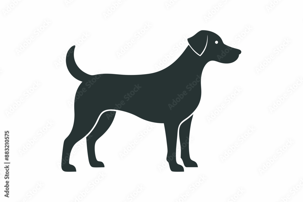 black and white dog black and white dog
