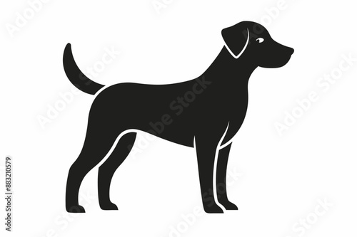 black and white dog