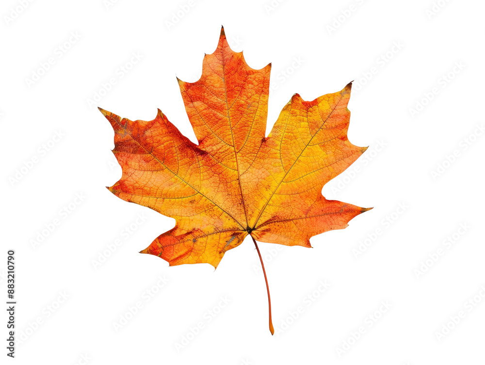 Vibrant autumn maple leaf isolated on white background. Perfect for seasonal designs, nature themes and fall-inspired Vibrant autumn maple leaf isolated on white background. Perfect for seasonal designs, nature themes and fall-inspired