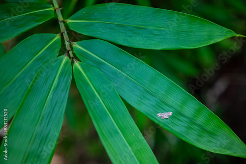 Close up photo of bamboo tree leaves