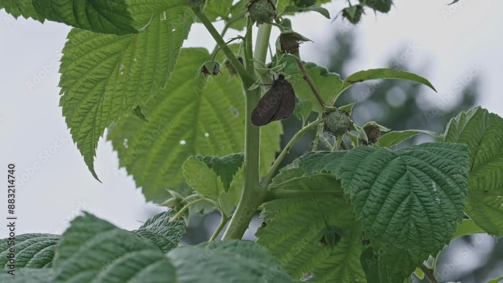 Brauner Waldvogel (Schornsteinfeger) wird von Wespe vetrieben