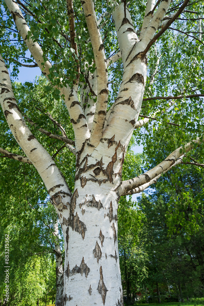 Fototapeta premium tree in the forest