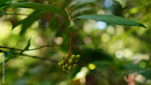 Unripe fruit of Psychotria viridis in the forest photo