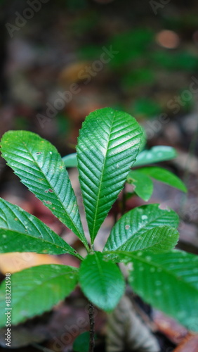 leaves of the tetracera macrophylla plant in the forest photo