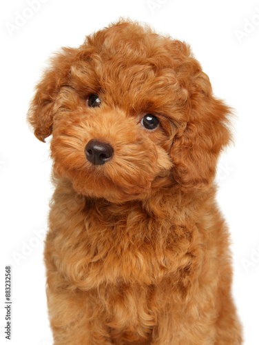 Obraz na płótnie Close-up of a Red Toy Poodle Puppy w salonie