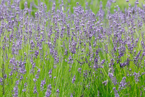 Lavender（Lavandula x intermedia）