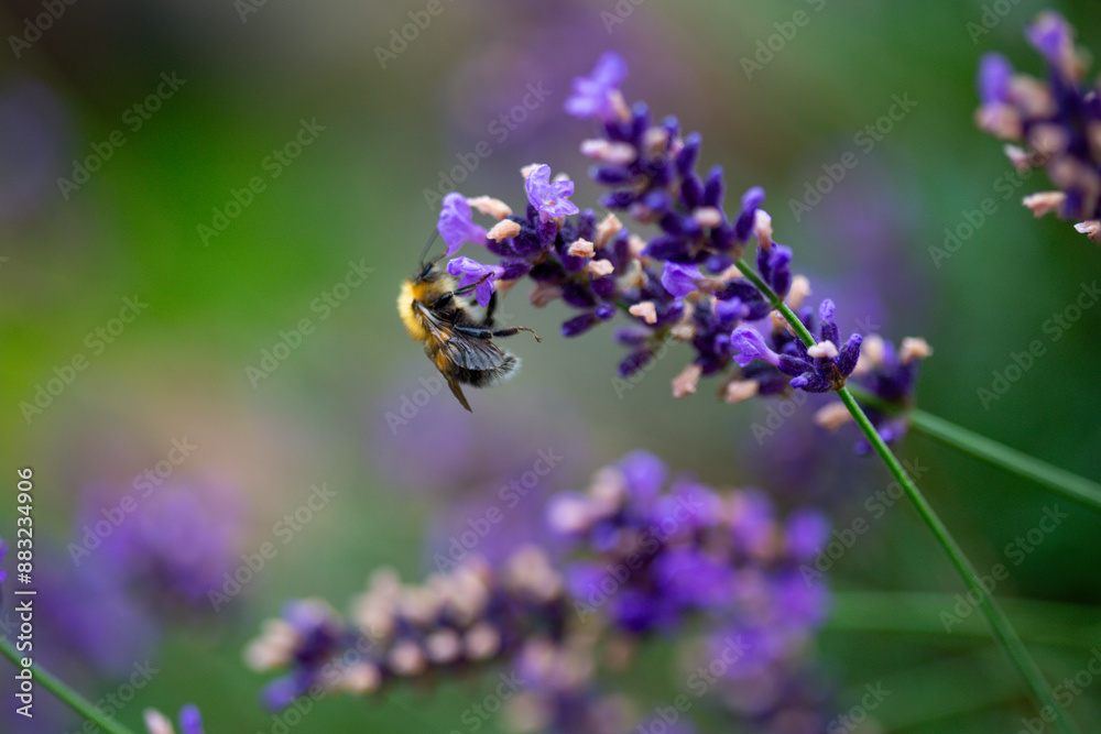Beautiful grass a field of faded lavender. end of season. bumblebee collects nectar Beautiful grass a field of faded lavender. end of season. bumblebee collects nectar