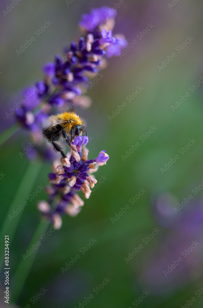 Beautiful grass a field of faded lavender. end of season. bumblebee collects nectar Beautiful grass a field of faded lavender. end of season. bumblebee collects nectar