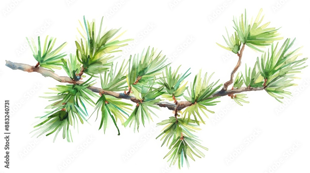 Watercolor Painting of a Pine Branch with Green Needles Watercolor Painting of a Pine Branch with Green Needles
