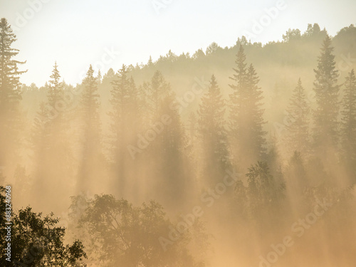 Summer foggy morning in the wooded foothills.