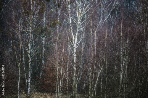 Fototapeta Naklejka Na Ścianę i Meble -  Brzozowy zagajnik
