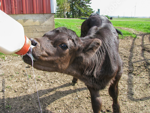 Canvastavla Black Angus calf drinking milk out of a bottle