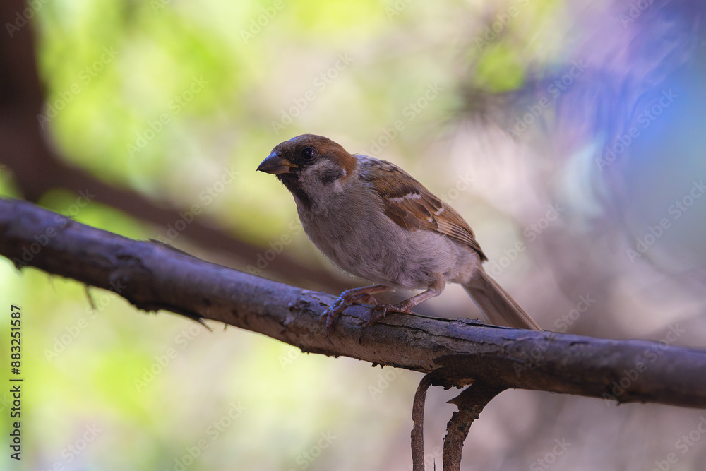 house sparrow in beautiful light in the garden house sparrow in beautiful light in the garden