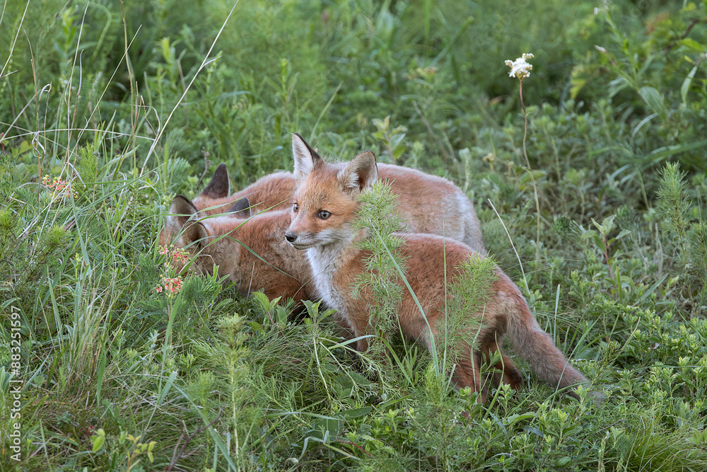 red fox cubs playing on meadow red fox cubs playing on meadow