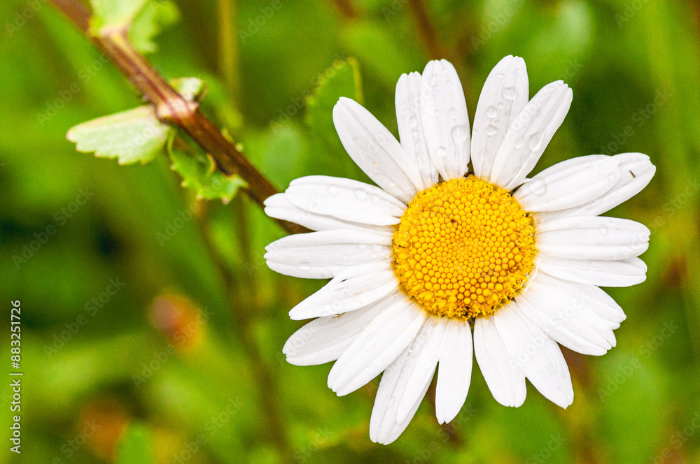 Fototapeta premium Top view, close up of, a single daisy flower, in full bloom, on a sunny day