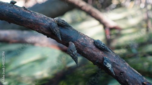 sea snail species Terebralia sulcata on mangrove roots. This is also known as Sulcate swamp cerith. photo