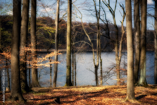 Fototapeta Naklejka Na Ścianę i Meble -  Las