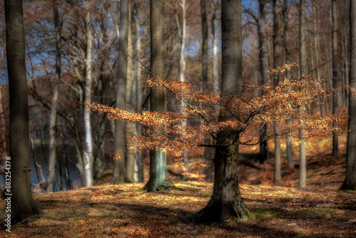 Fototapeta Naklejka Na Ścianę i Meble -  Las