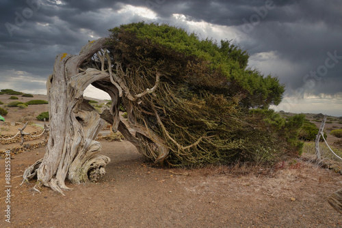 
The sabina of El Hierro. This tree is one of the great icons of the Island of El Hierro and the Canary Islands. It owes its shape to the intense winds of the area where it grows.
