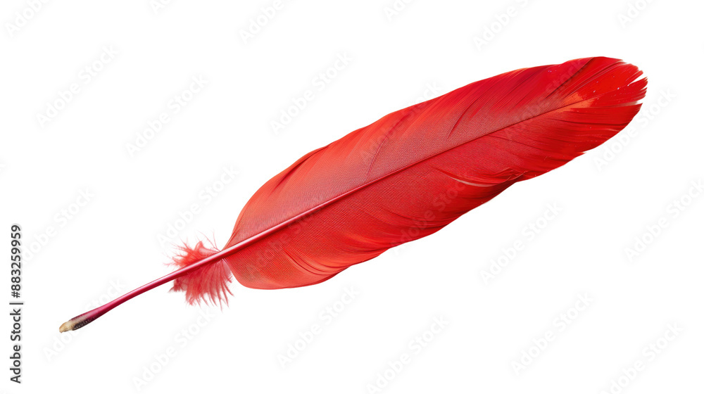 Red feather on transparent background Red feather on transparent background
