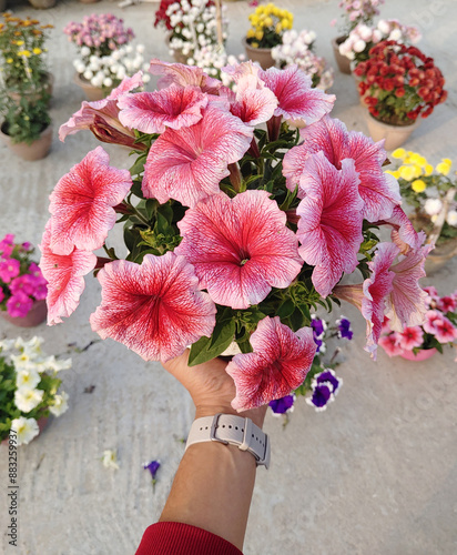 Beautiful red flower pot holding on hand stock photo in rooftop garden