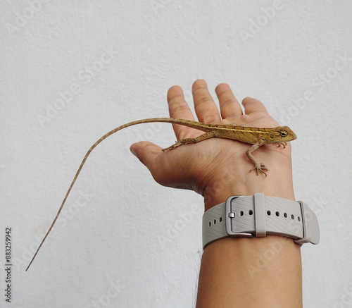 Beautiful small lizard sits on human hand in white background stock photo